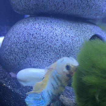 JV Betta - Local Fish Stores Near Me - Sarasota, Florida JV Betta - Local Fish Stores Near Me - Sarasota, Florida