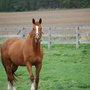 Photo of Tarwin Farm Riding Academy