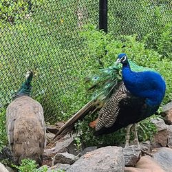 Lake Superior Zoo - Peacocks