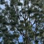 Photo of Munoz Tree Service