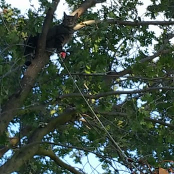 Am/Pm Tree Service - Help! - Tree Services Near Me - Vallejo, California