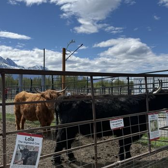 Reindeer Farm - Zoos Near Me - Palmer, Alaska