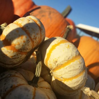 Nash Ranch - Pumpkin Patches Near Me - Redding, California