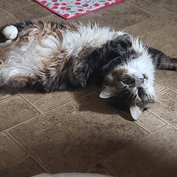 Fluffmonsters - Pet Sitting Near Me - Maggie Valley, North Carolina Fluffmonsters - Pet Sitting Near Me - Maggie Valley, North Carolina