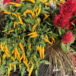 Metro - Are these peppers hot?