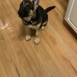 Sadie