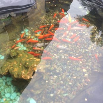 Koi Outlet - Koi and goldfish - Local Fish Stores Near Me - El Monte, California