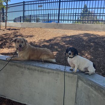 Pack Minded Training - Pet Training Near Me Pack Minded Training - Pet Training Near Me