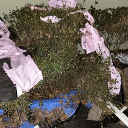 Quality Craftsmen - Trash thrown all over my bushes