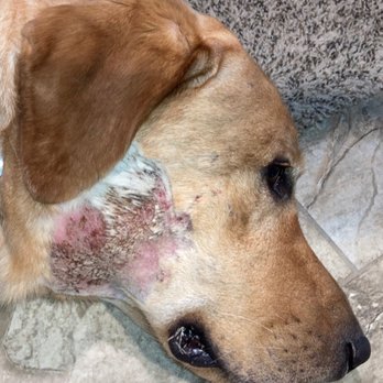 Arcade Creek Kennels - It was so worse when we picked him up from Arcade Creek Kennels. Sorry buddy. - Pet Sitting Near Me - Sacramento, California Arcade Creek Kennels - It was so worse when we picked him up from Arcade Creek Kennels. Sorry buddy. - Pet Sitting Near Me - Sacramento, California