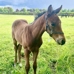 Irish National Stud - 2 month old foal