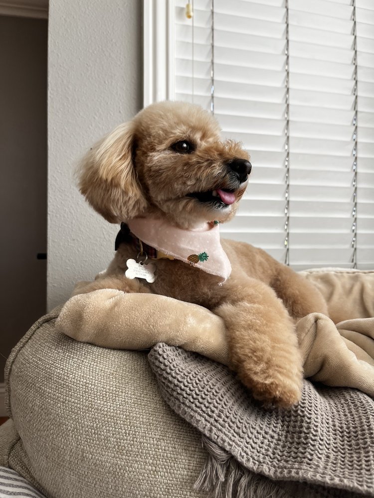 BARKS & BEAUTY PET SALON Updated September 2024 53 Photos & 15 Reviews 1560 Nelson St