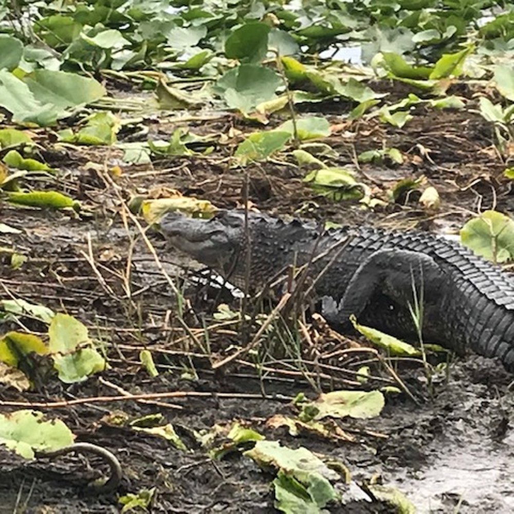 Wild Willy's Airboat Tours - Good-sized gator near the boat. - Boat Tours Near Me - Saint Cloud, Florida Wild Willy's Airboat Tours - Good-sized gator near the boat. - Boat Tours Near Me - Saint Cloud, Florida