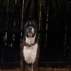 Charleston Veterinary Referral Center - Nino