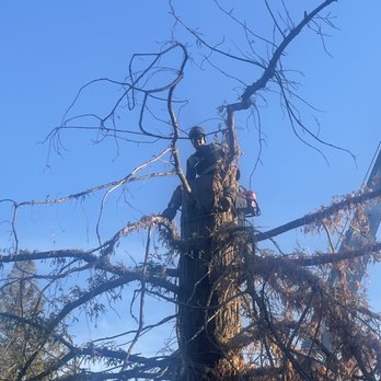 TreeMax Tree Service - Halfway there - Tree Services Near Me - Citrus Heights, California TreeMax Tree Service - Halfway there - Tree Services Near Me - Citrus Heights, California