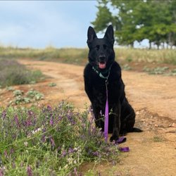 Happy Paws - Loba