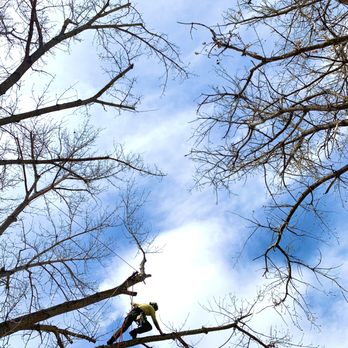 Ancestral Tree Care - Tree Services Near Me Ancestral Tree Care - Tree Services Near Me