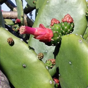 Key West Garden Club - One many cacti - Venues & Event Spaces Near Me - Key West, Florida Key West Garden Club - One many cacti - Venues & Event Spaces Near Me - Key West, Florida