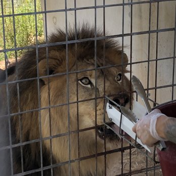 National Tiger Sanctuary - Leo ... loves to eat! - Community Service/Non-Profit Near Me - Saddlebrooke, Missouri