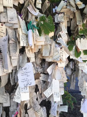 The Wishing Tree by null