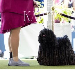 This is absolutely not knee length and even all around! - A long-haired black dog with a pink bow on its head stands on a green surface next to a person in a magenta dress and gray shoes, at an outdoor event.