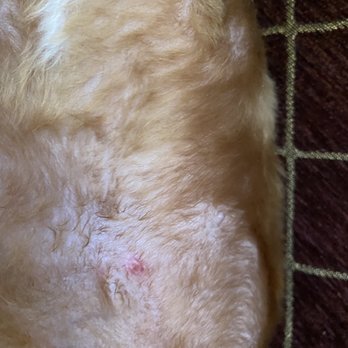 Precious Moments - My puppy's tummy bleeding from the cut - Pet Groomers Near Me - San Jacinto, California