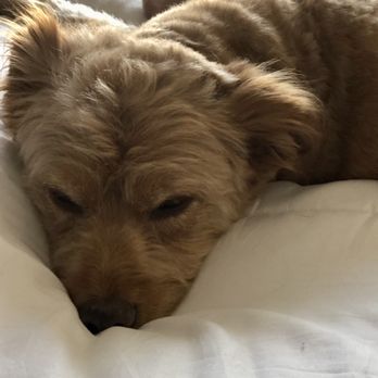 BluePearl Pet Hospital - Our happy pup and happier family knowING he was taken SUCH SUPERB CARE!!! - Veterinarians Near Me - Irvine, California
