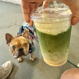 Mango matcha with cold foam cream and dog friendly!