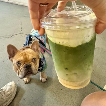 Malaya - Mango matcha with cold foam cream and dog friendly! - Coffee & Tea Near Me - Los Angeles, California