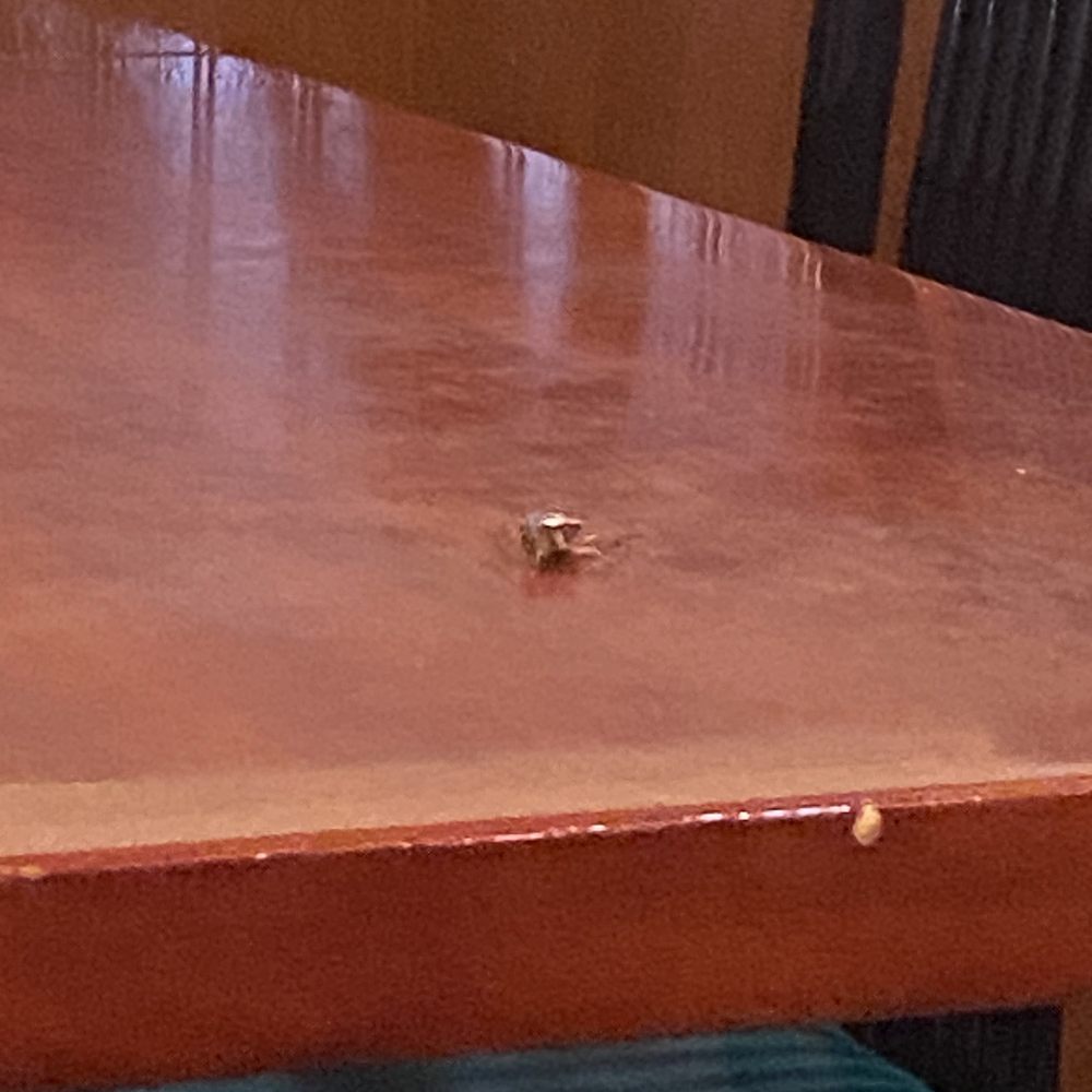 New China King Buffet - a bird on the table - Chinese Near Me - Denton, Texas New China King Buffet - a bird on the table - Chinese Near Me - Denton, Texas