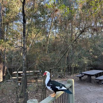 Tamarac Park - Parks Near Me - The Woodlands, Texas