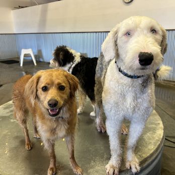 The Tail Haven - San Rafael - for size comparison ;) - Pet Boarding Near Me - San Rafael, California The Tail Haven - San Rafael - for size comparison ;) - Pet Boarding Near Me - San Rafael, California