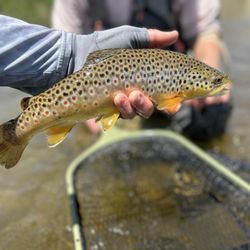 Golden Trout Guiding