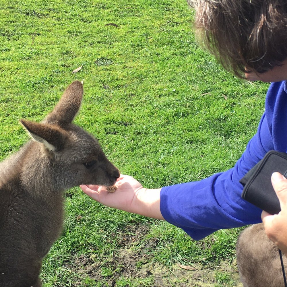 Aussie Melbourne Tours - Feeding a kangaroo. - Tours Near Me - Melbourne, VIC