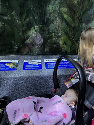 Newport Aquarium by null
