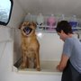Michael L Rogers Mobile Pet Services