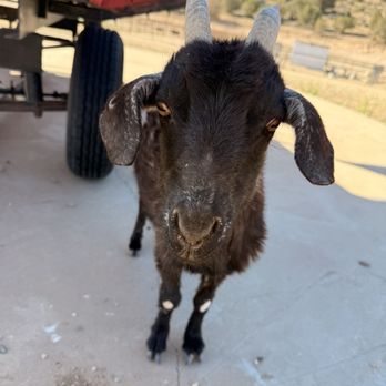 Grand Canyon Glamping Resort - The locals - Cocktail Bars Near Me - Meadview, Arizona
