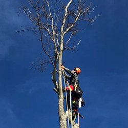 MLG Tree Service