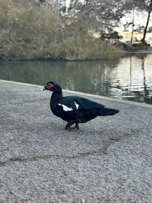 LOUIS SUTTER PLAYGROUND Updated September 2025 1150 Wayland St San