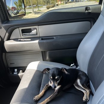 Petco - Stella after grooming - Pet Training Near Me - Corona, California
