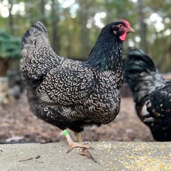 Dinky Creek Feather Farm
