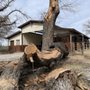 Photo of Wheeler’s Tree Surgeons