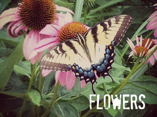 Fair Weather Farm at Fairhill by null