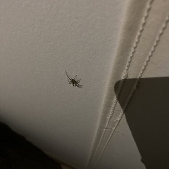 Under Canvas Zion - More spiders that have no shame in lights - Hotels Near Me - Virgin, Utah