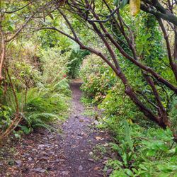 Borde Hill Garden - Borde Hill Garden