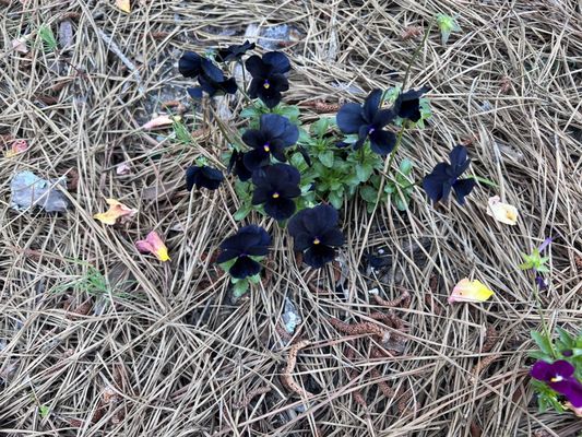 Cape Fear Botanical Garden by null