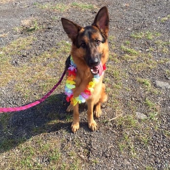 Island Pet Movers - Miss Monster couldn't be happier about her new home! - Pet Transportation Near Me - Honolulu, Hawaii