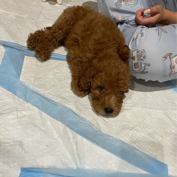 California Goldendoodle - Pet Breeders Near Me California Goldendoodle - Pet Breeders Near Me