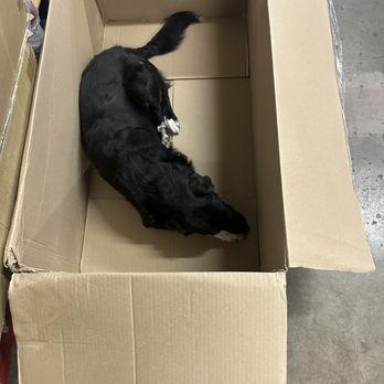 The Golden Flea - The best unboxing yet !!!! super cute - Flea Markets Near Me - Killeen, Texas The Golden Flea - The best unboxing yet !!!! super cute - Flea Markets Near Me - Killeen, Texas
