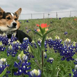Gentle Canines